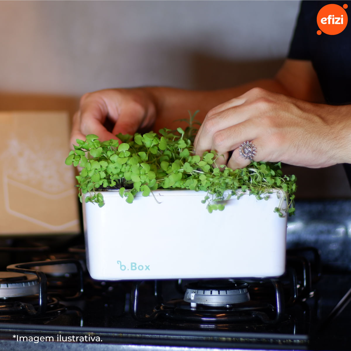 Capsula Sálvia para Horta Autoirrigavel Brota
