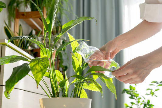 planta em um vaso de plantas sendo regado