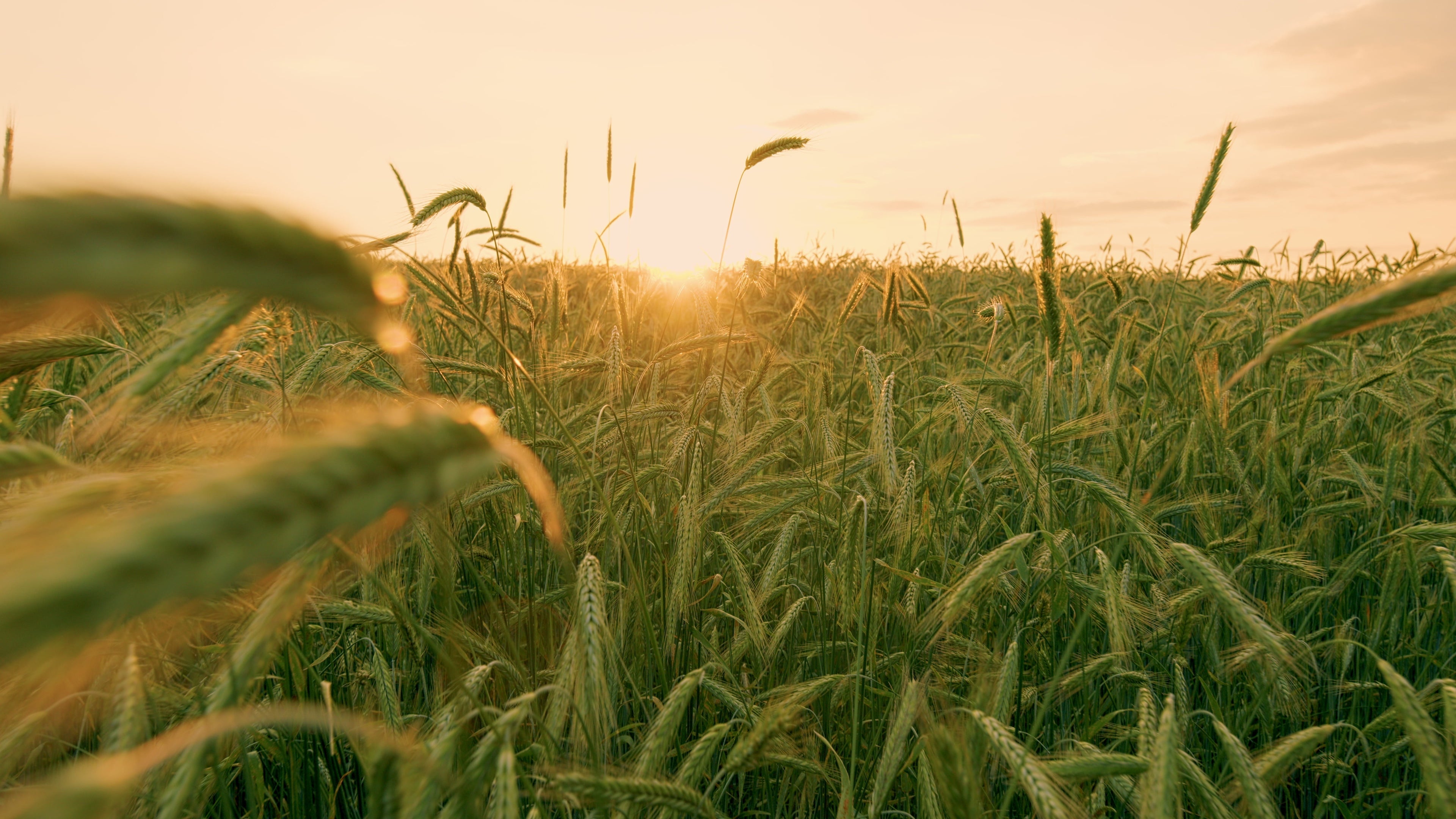 energia solar rual para plantação de arroz